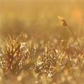 click here to see an enlargement of this image