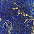 click here to see an enlargement of this image