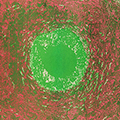 click here to see an enlargement of this image